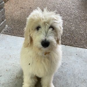 Meet your Posher, Macie